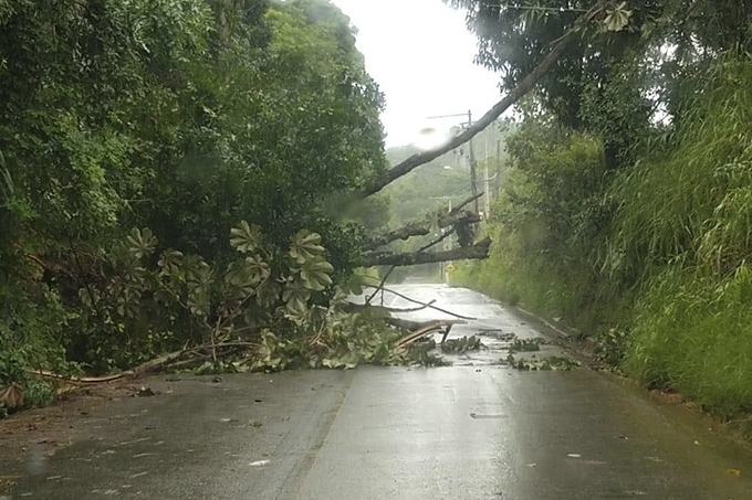 Árvore cai e bloqueia acesso de Amado Bahia à BA-093