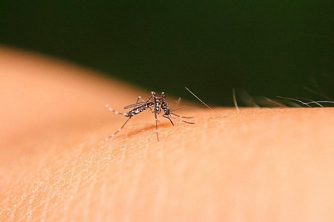Dengue: 79 cidades da Bahia vivem cenário de epidemia da doença