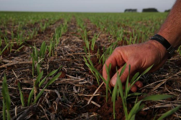 Cinco projetos agrícolas de Mata concorrem ao Bahia Produtiva