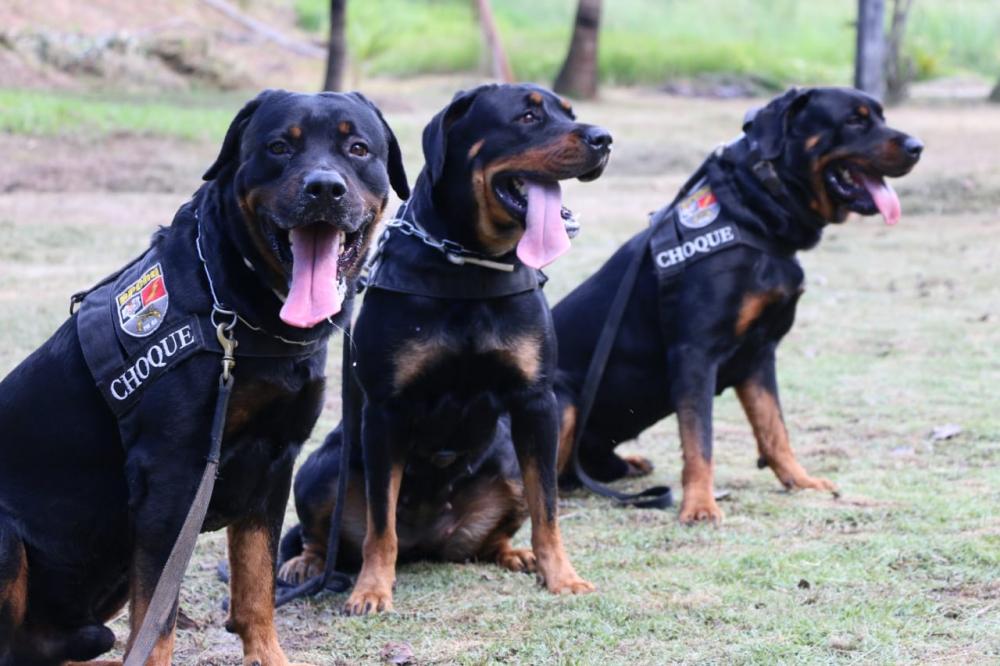 Trio de Rottweilers está a um passo de entrar para o Choque