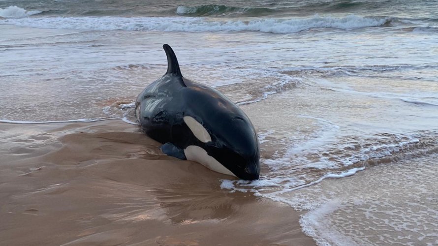 Especialistas decidem sacrificar filhote de orca encalhado em Guarajuba