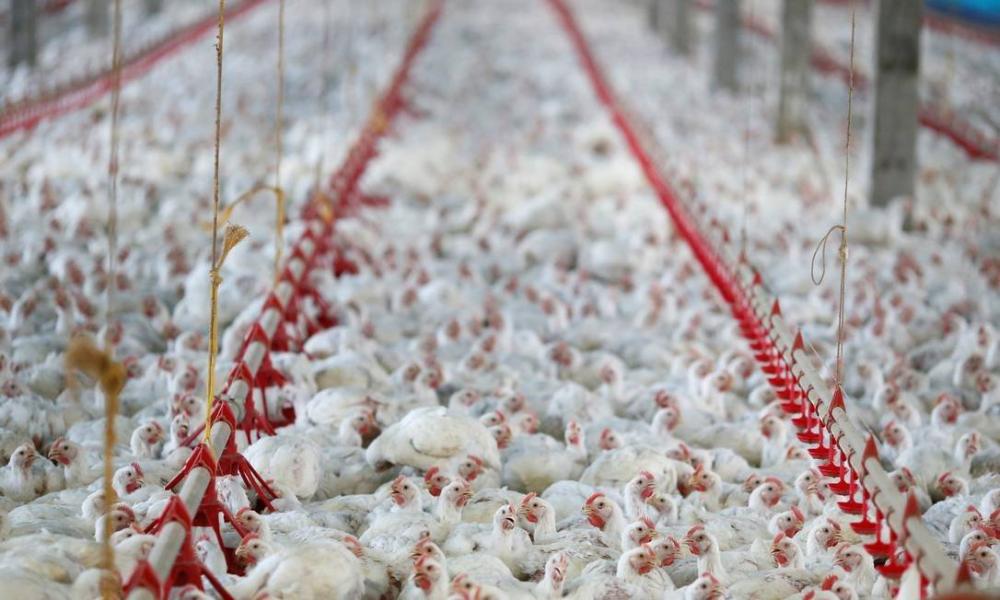 Frango brasileiro importado pela China testa positivo para coronavírus