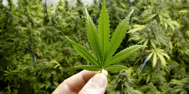Medicamentos a base de maconha deverão ser incluídos em lista do SUS, decide TRF-1