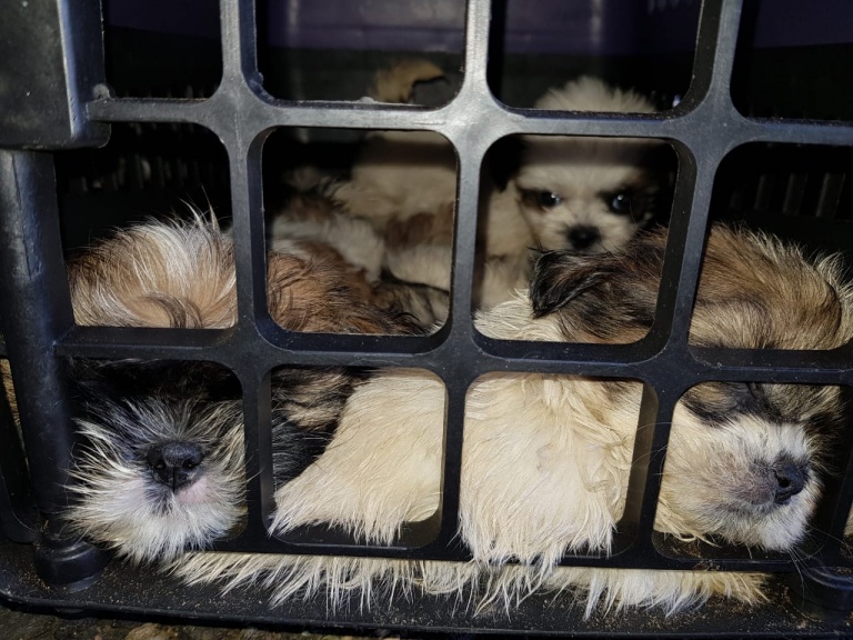 PRF apreende mais de 60 filhotes de shih tzu em porta-malas de carro