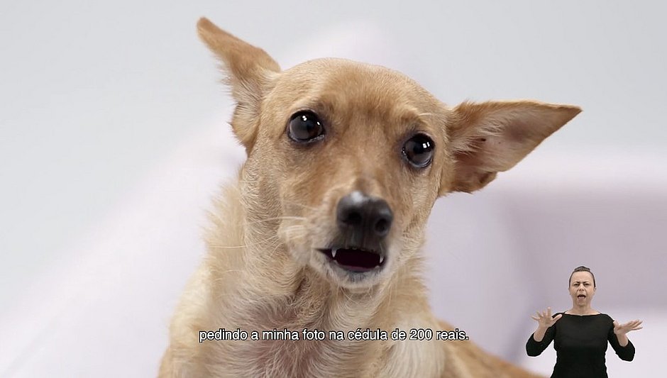 Vira-lata caramelo vira 'cachorro propaganda' da nota de R$ 200