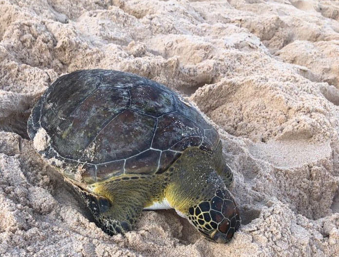 Tartaruga é encontrada morta na praia de Santo Antonio