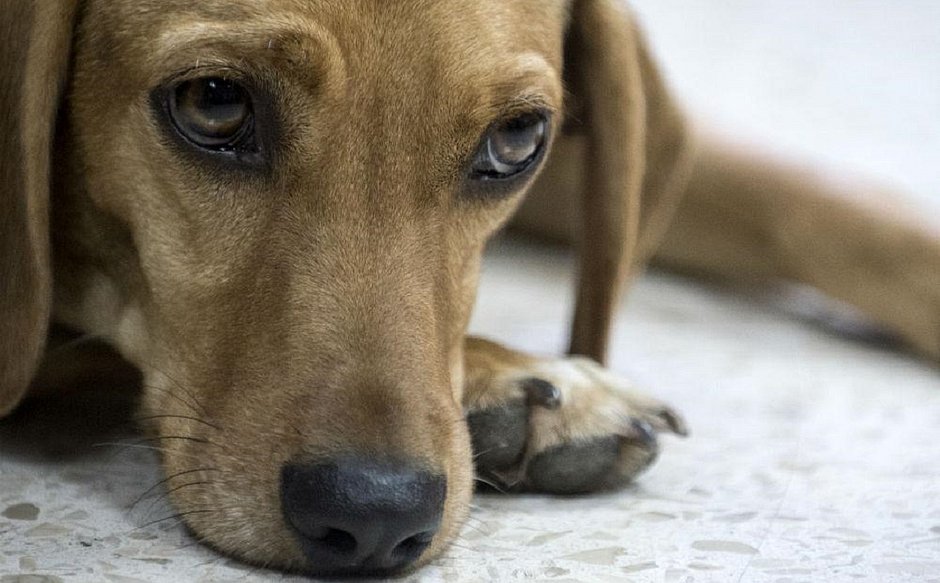 Projeto de lei aumenta punição para quem maltratar cães e gatos