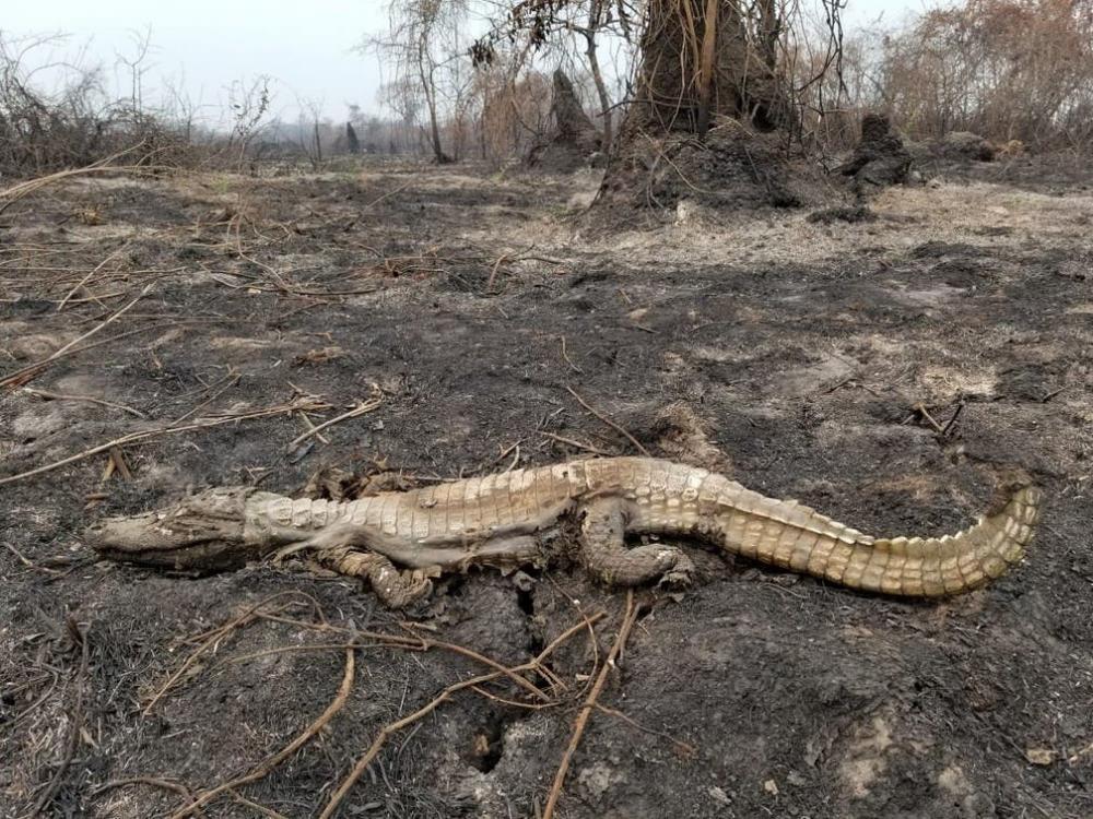 Força-tarefa investiga número de animais mortos no Pantanal