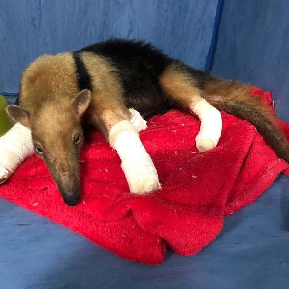 Tamanduá-mirim é resgatada de incêndio com ferimentos graves nas patas e na cauda