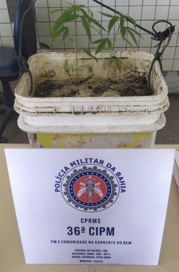 Pé de maconha é apreendido durante operação policial em Dias d’Ávila