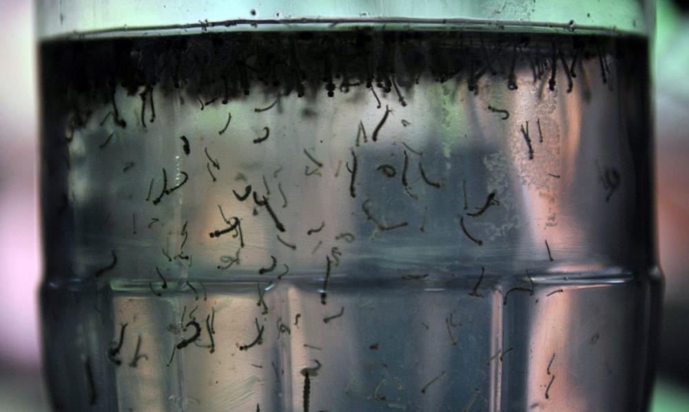 Bahia registra metade dos casos de chikungunya do Brasil