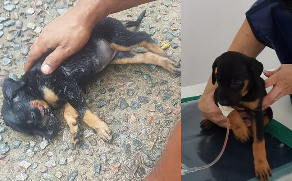 Filhote de cachorro fica ferido após ser arremessado de prédio em Itabuna