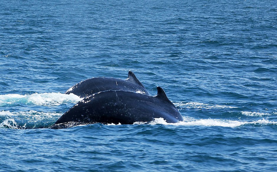 Expedição encontra mais de 170 grupos de baleias jubartes na costa baiana