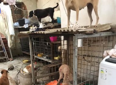 Falsa veterinária é presa em flagrante por maus-tratos a cães e gatos em Salvador