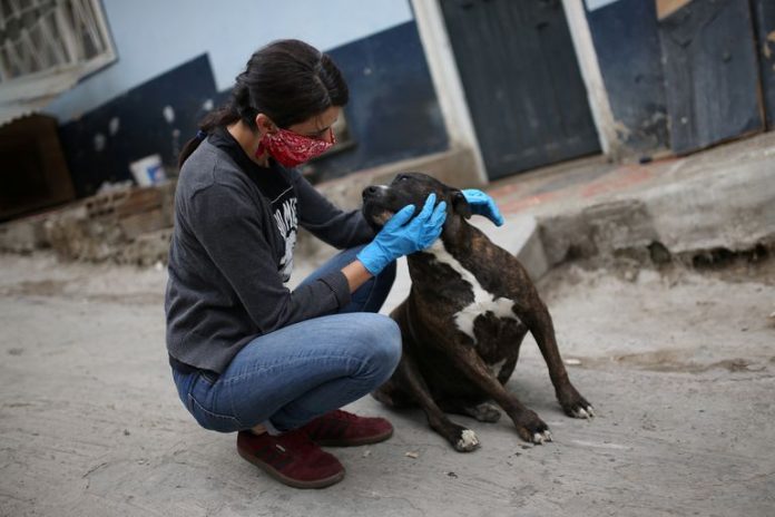 Pesquisa investiga transmissão de covid-19 entre homens e animais
