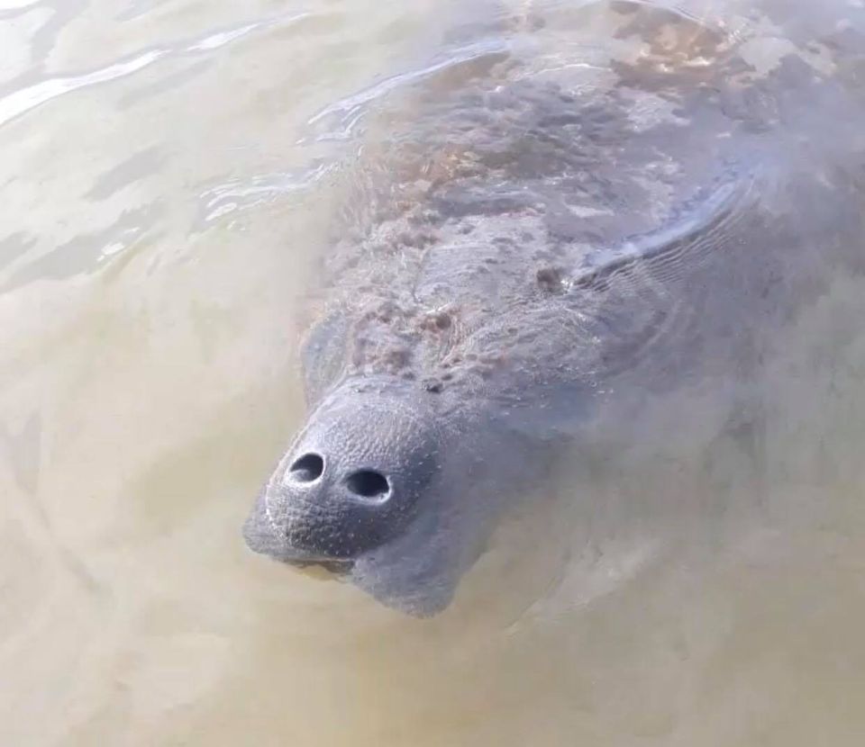 Peixe-boi é encontrado por moradores em Praia do Forte
