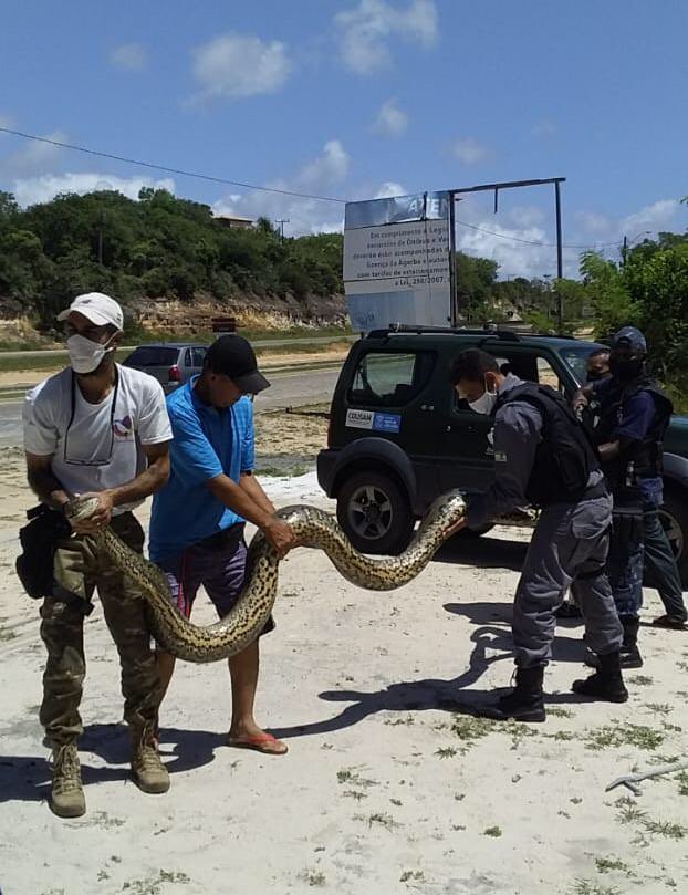 Sucuri de quase 5 metros é encontrada e resgatada em Imbassai 
