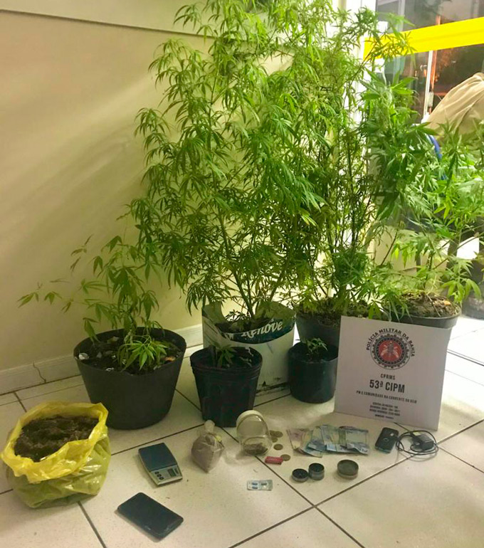Pés de maconha são apreendidos pela PM após denúncia em Vila de Santo Antônio