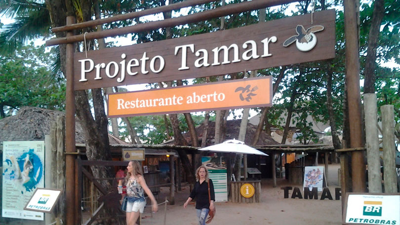 Projeto TAMAR realiza encontro virtual 'Madrugada Iluminada' nesta sexta