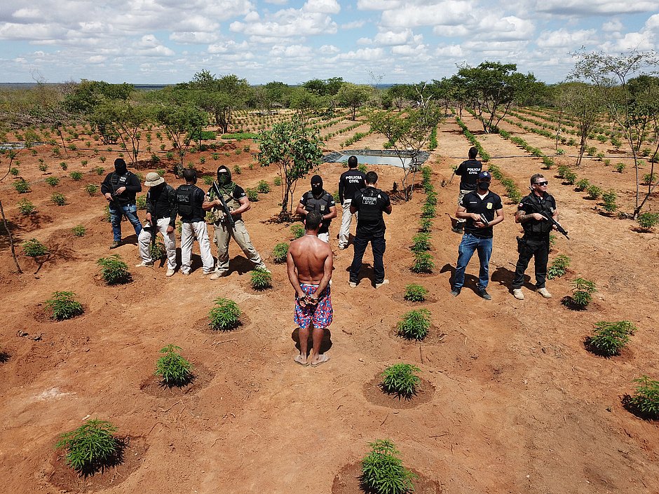Plantação de maconha avaliada em R$ 32 milhões é destruída na Bahia