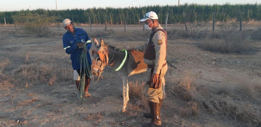 Batalhão de Polícia Rodoviária dar início a projeto de sinalização de animais nas rodovias