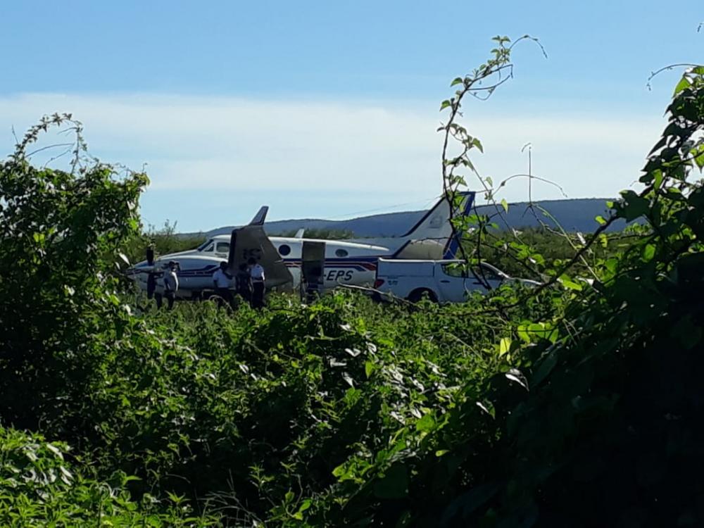 Morre jumento que se chocou com aeronave que transportava vacinas contra Covid-19