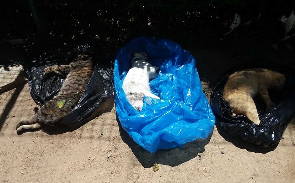 Gatos são mortos por envenenamento em condomínio de luxo em Camaçari