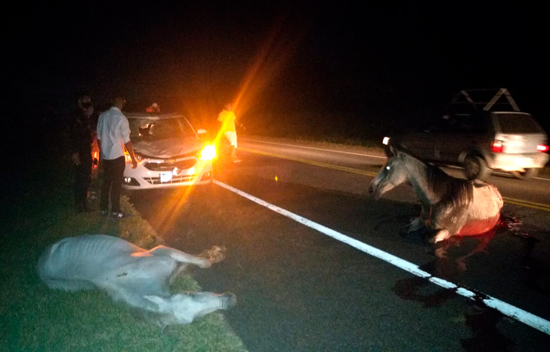 Carro colide com cavalos na BA-099, próximo a Praia do Forte 