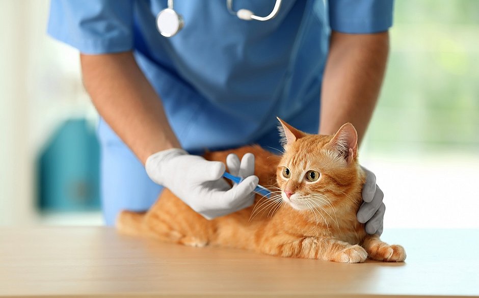 Rússia anuncia primeira vacina contra covid-19 para pets