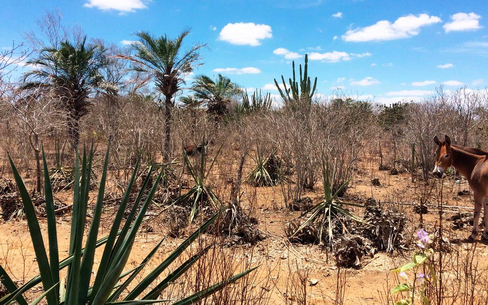Bahia registra piora nas condições de seca, segundo dados do Monitor de Secas