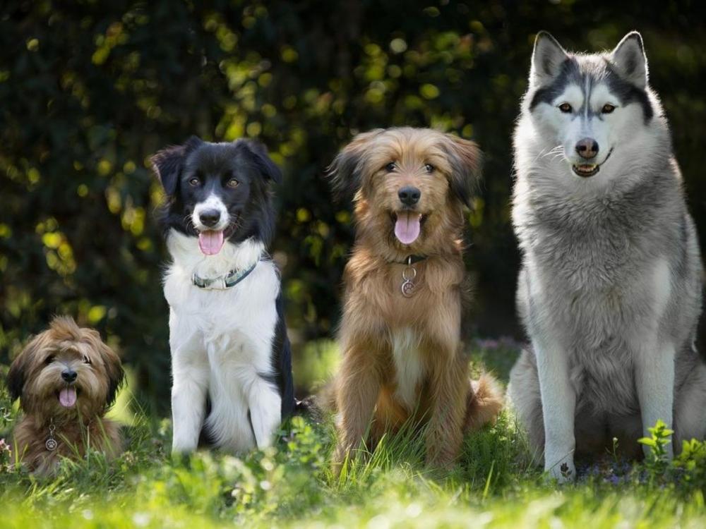 Rússia produz primeiro lote de vacina contra covid-19 para animais