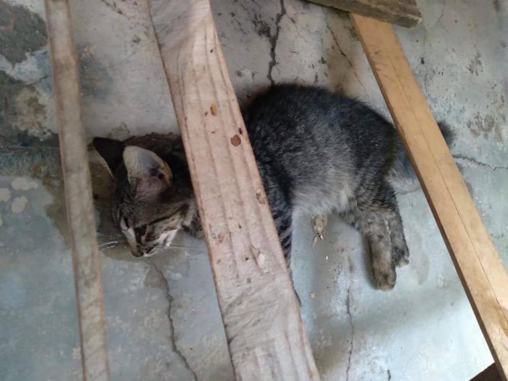 Moradora cobra Justiça por morte de 13 gatos no Centro de Abastecimento de Mata de São João
