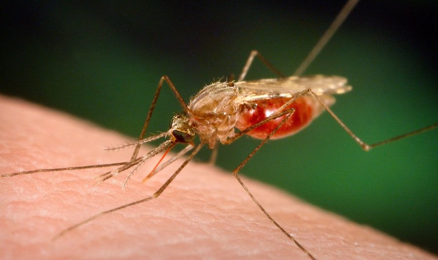 Itabela: Casos de malária sobem para 52; secretaria envia mosquiteiros especiais