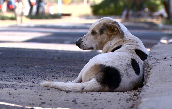 João Gualberto sanciona lei que garante Semana de Conscientização da Causa Animal em Mata de São João 
