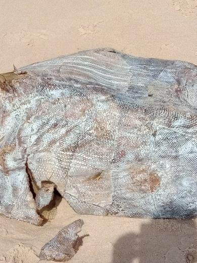 Caixas 'misteriosas' aparecem em praia de Imbassaií