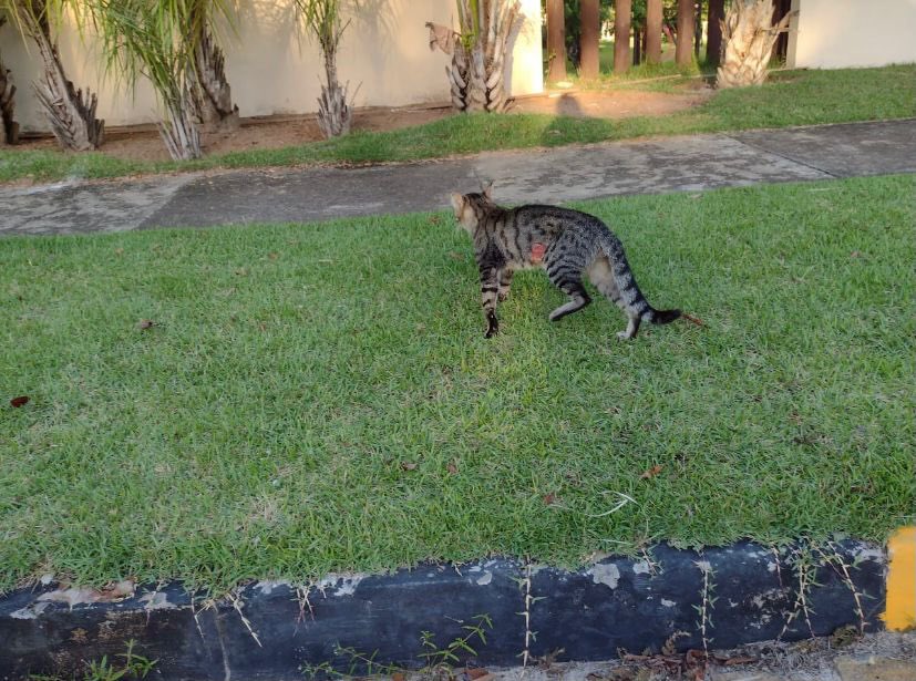 Moradores denunciam síndico que proíbe alimentar gatos de condomínio em Imbassai