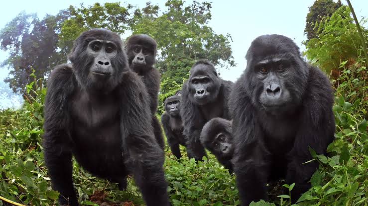 Gorilas são diagnosticados com Covid-19 em zoológico nos Estados Unidos