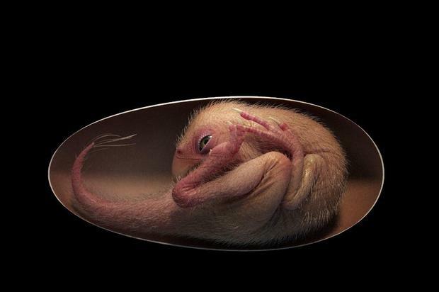 Cientistas encontram fóssil de embrião de dinossauro prestes a nascer