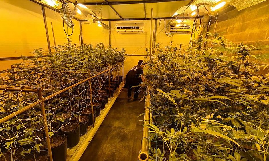 Traficantes alugam galpão e transformam em estufa para maconha
