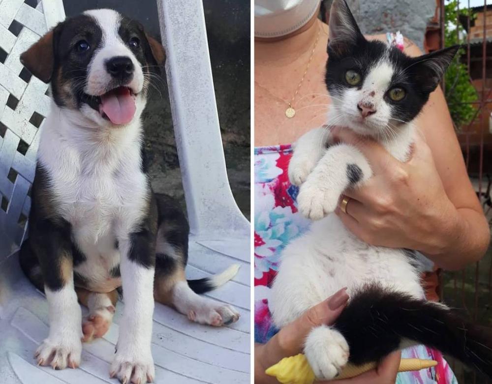 Boulevard Camaçari promove primeira Feira de Adoção de Animais do ano