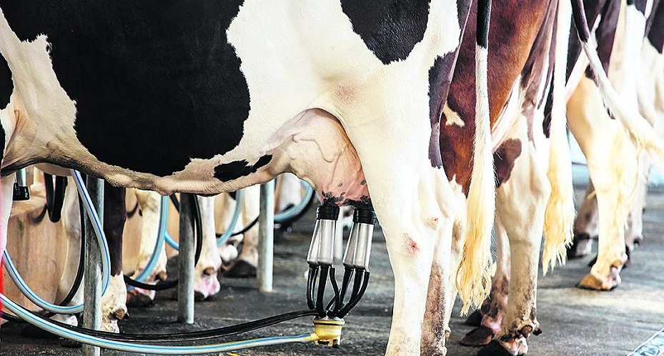Produtores de Mata recebem orientações sobre forma correta de ordenha
