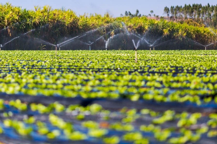 Belarus avisa ao Brasil que suspenderá venda de fertilizantes 