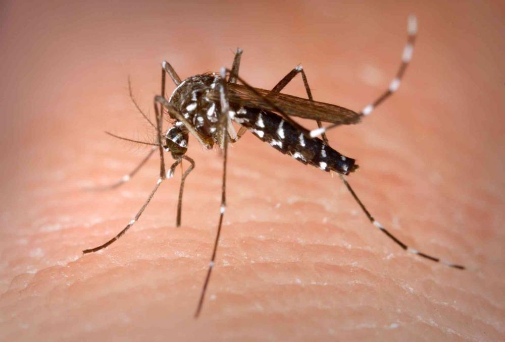 Vacina contra chikungunya gera resposta imune em 96% dos voluntários, diz Butantan