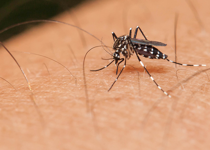 Saúde alerta para aumento de 72% nos casos de dengue no país