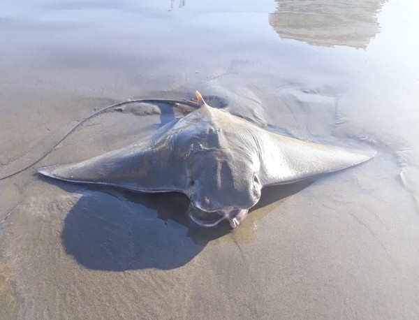 Espécie de raia ameaçada de extinção é capturada e morta em praia de Jauá; veja vídeo