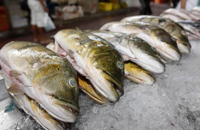 Prefeitura de Mata de São João inicia entrega do peixe e kit Semana Santa nesta segunda (11)