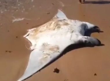 Arraia com quase 140 quilos é encontrada morta na praia de Jauá
