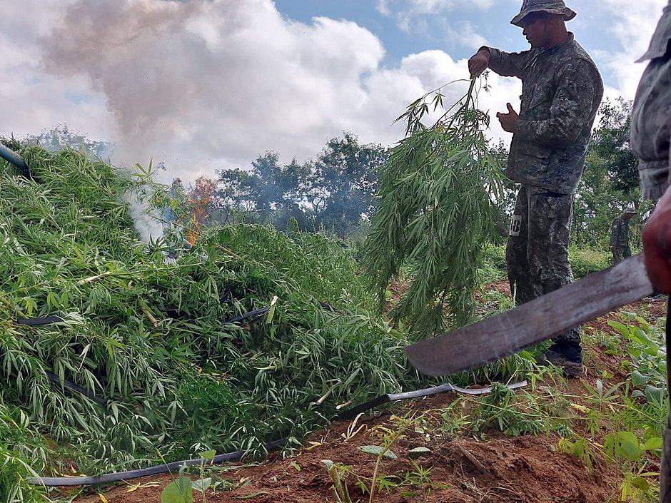 Dezesseis mil pés de maconha são destruídos por alunos do Bope 