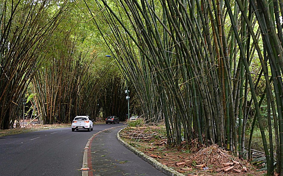 Bambuzal do Aeroporto de Salvador passará por revitalização que custará R$ 900 mil