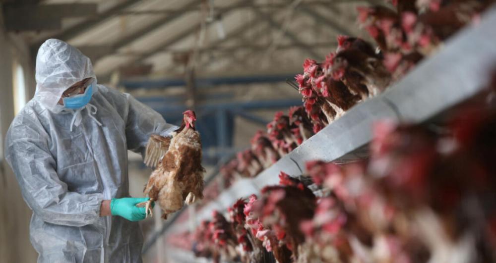 China registra primeiro caso de gripe aviária H3N8 em humanos